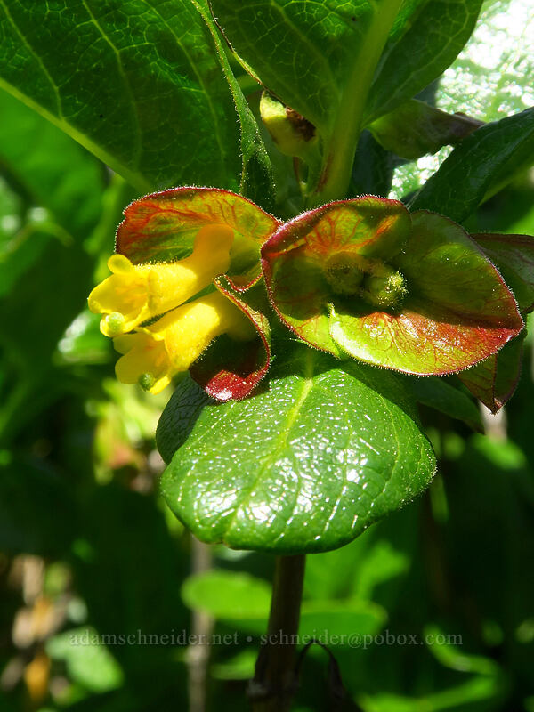 black twinberry flowers (Lonicera involucrata) [Moolack Beach, Lincoln County, Oregon]