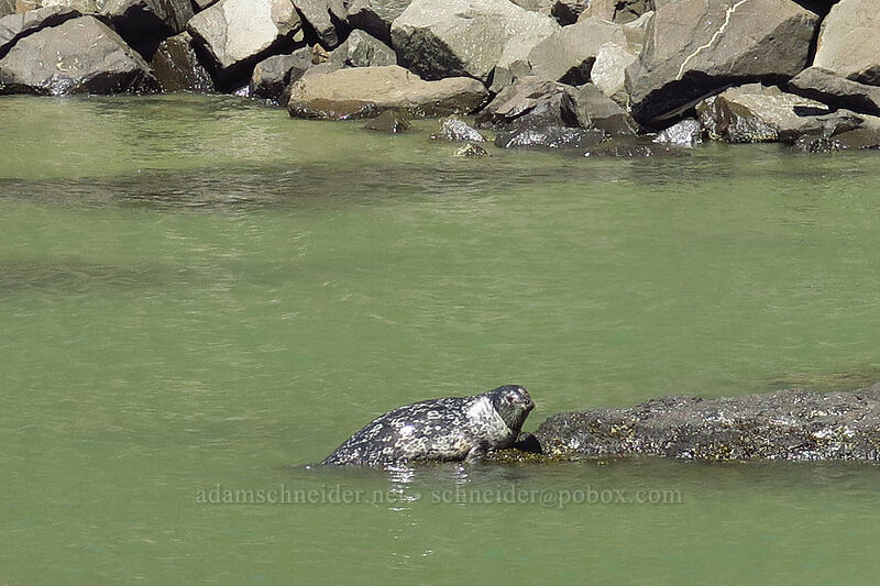 harbor seal (Phoca vitulina) [Quarry Cove, Yaquina Head Outstanding Natural Area, Lincoln County, Oregon]