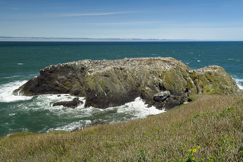 seabirds [Yaquina Head, Lincoln County, Oregon]