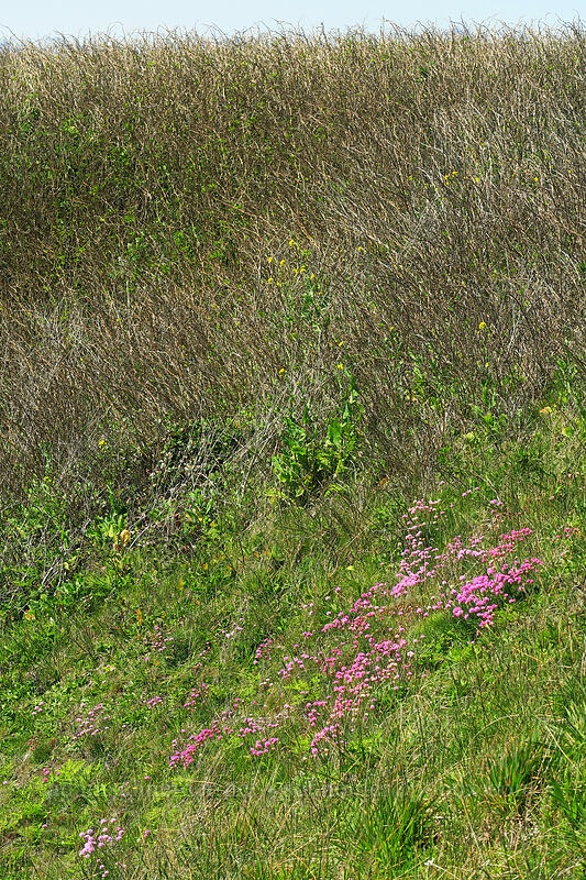 sea thrift (Armeria maritima) [Yaquina Head, Lincoln County, Oregon]