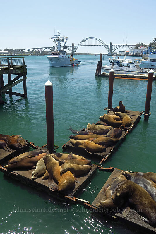 California sea lions (Zalophus californianus) [Port Dock 1, Newport, Lincoln County, Oregon]