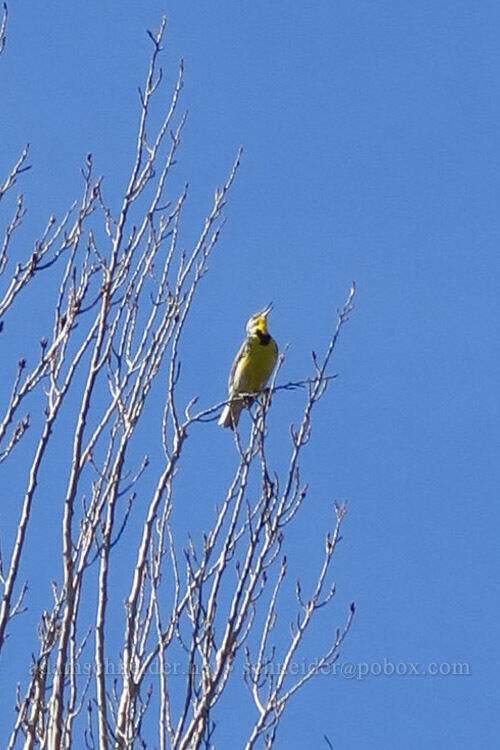 western meadowlark (Sturnella neglecta) [Dalles Mountain Ranch, Columbia Hills State Park, Klickitat County, Washington]