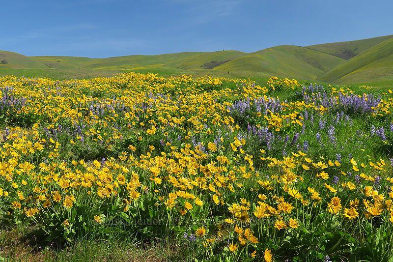 balsamroot & lupines (Balsamorhiza sp., Lupinus sp.) [Dalles Mountain Ranch, Columbia Hills State Park, Klickitat County, Washington]