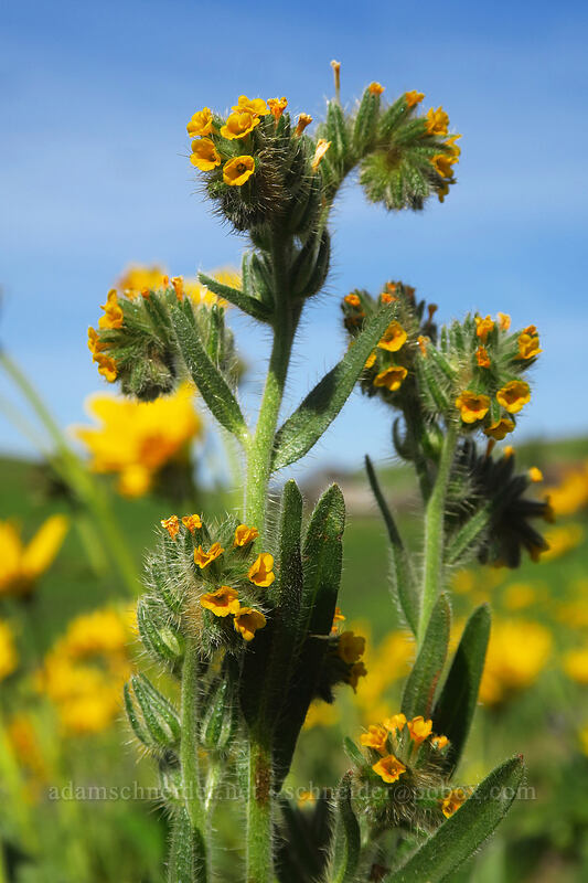fiddleneck (Amsinckia menziesii) [Dalles Mountain Ranch, Columbia Hills State Park, Klickitat County, Washington]