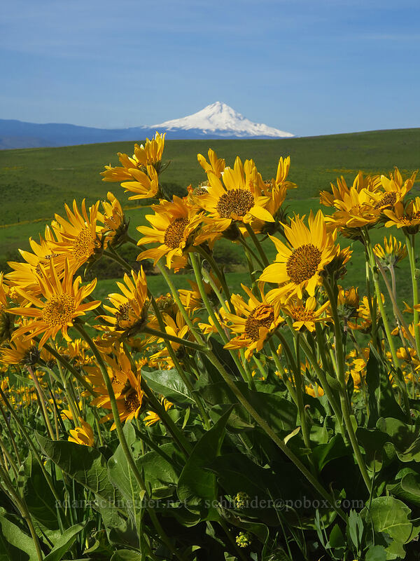 balsamroot & Mt. Hood (Balsamorhiza sp.) [Dalles Mountain Ranch, Columbia Hills State Park, Klickitat County, Washington]