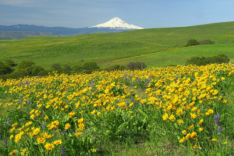 balsamroot & lupines (Balsamorhiza sp., Lupinus sp.) [Vista Loop Trail, Columbia Hills State Park, Klickitat County, Washington]