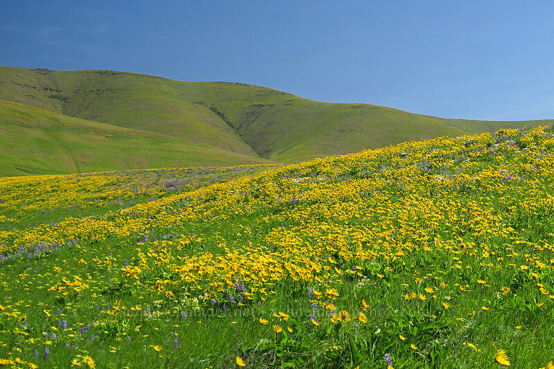 balsamroot & lupines (Balsamorhiza sp., Lupinus sp.) [Vista Loop Trail, Columbia Hills State Park, Klickitat County, Washington]