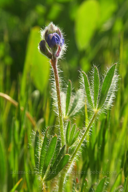 small-flowered lupine (Lupinus micranthus (Lupinus polycarpus)) [Vista Loop Trail, Columbia Hills State Park, Klickitat County, Washington]