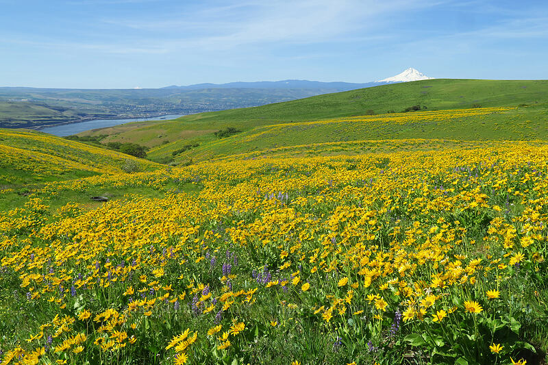 balsamroot & lupines (Balsamorhiza sp., Lupinus sp.) [Vista Loop Trail, Columbia Hills State Park, Klickitat County, Washington]