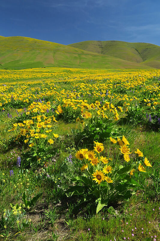 balsamroot (Balsamorhiza sp.) [Vista Loop Trail, Columbia Hills State Park, Klickitat County, Washington]