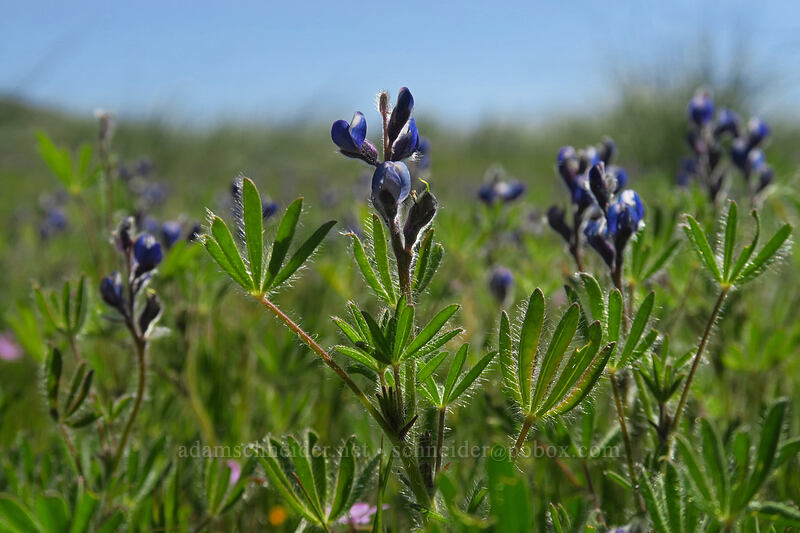 small-flowered lupines (Lupinus micranthus (Lupinus polycarpus)) [Vista Loop Trail, Columbia Hills State Park, Klickitat County, Washington]