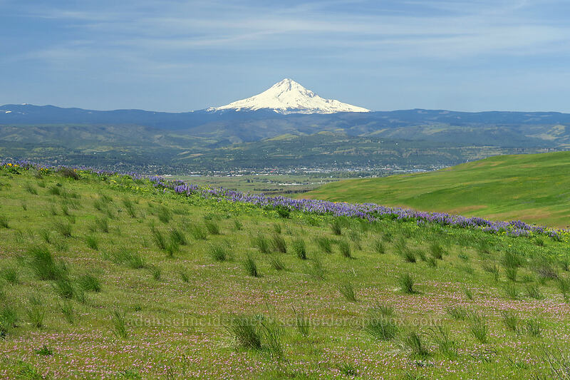 wildflowers & Mt. Hood [Military Road Trail, Columbia Hills State Park, Klickitat County, Washington]