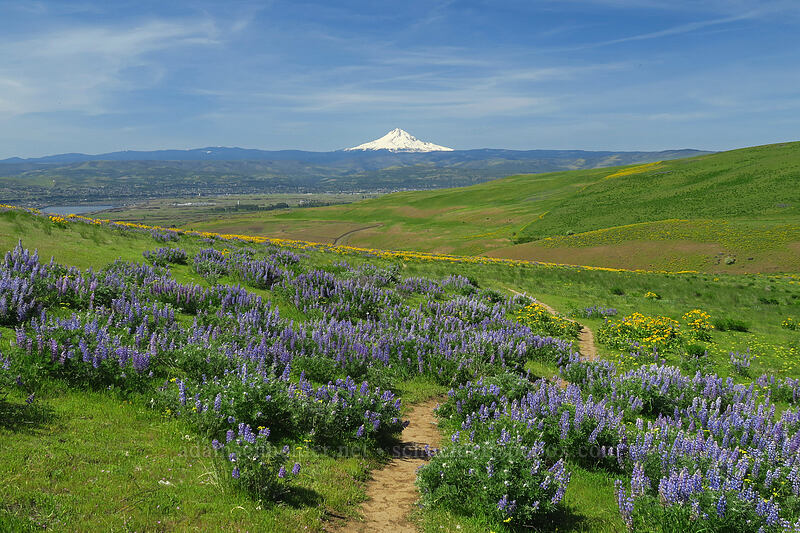 lupines & balsamroot (Lupinus sp., Balsamorhiza sp.) [Military Road Trail, Columbia Hills State Park, Klickitat County, Washington]