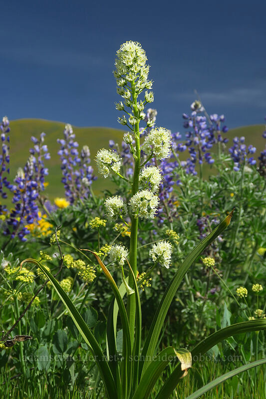 panicled death-camas (Toxicoscordion paniculatum (Zigadenus paniculatus)) [Military Road Trail, Columbia Hills State Park, Klickitat County, Washington]