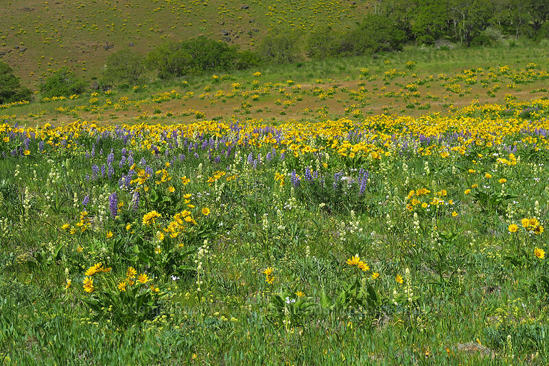 balsamroot, lupines, & death-camas (Balsamorhiza sp., Lupinus sp., Toxicoscordion paniculatum (Zigadenus paniculatus)) [Military Road Trail, Columbia Hills State Park, Klickitat County, Washington]