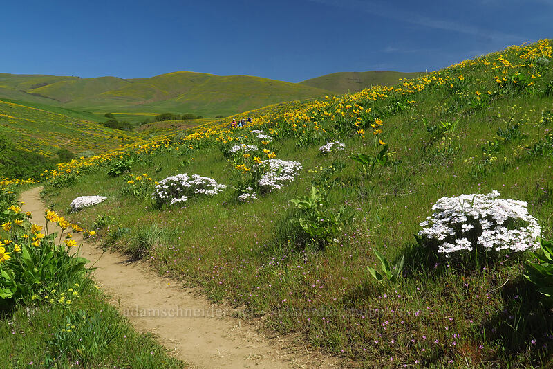 phlox & balsamroot (Phlox speciosa, Balsamorhiza sp.) [Eightmile Alternate Trail, Columbia Hills State Park, Klickitat County, Washington]