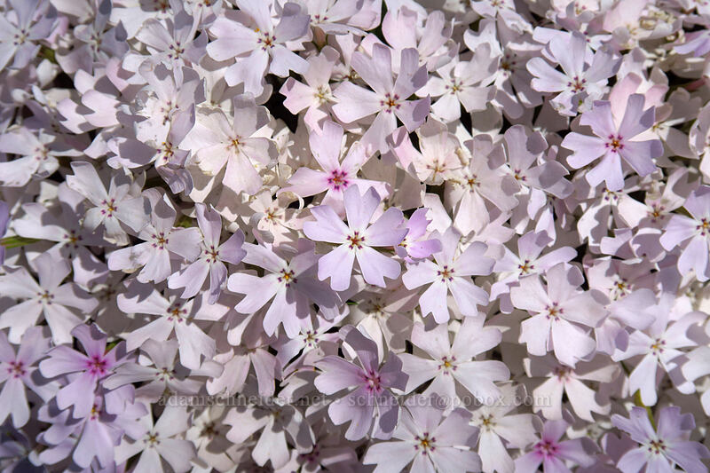 showy phlox (Phlox speciosa) [Eightmile Alternate Trail, Columbia Hills State Park, Klickitat County, Washington]