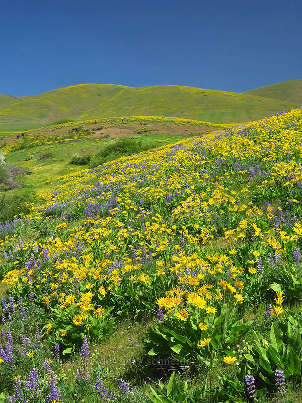 balsamroot & lupines (Balsamorhiza sp., Lupinus sp.) [Eightmile Alternate Trail, Columbia Hills State Park, Klickitat County, Washington]