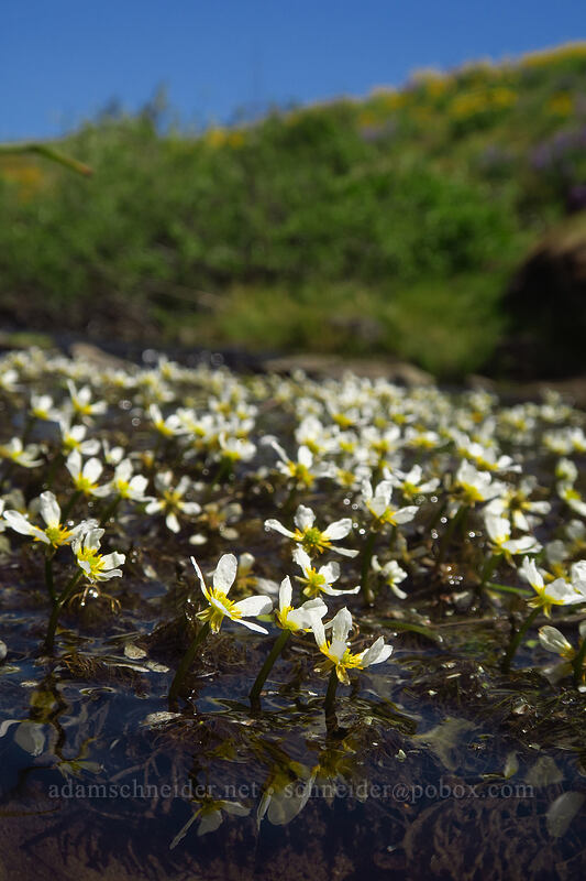 white water buttercups (crowfoot) (Ranunculus aquatilis var. diffusus (Ranunculus trichophyllus)) [Eightmile Alternate Trail, Columbia Hills State Park, Klickitat County, Washington]