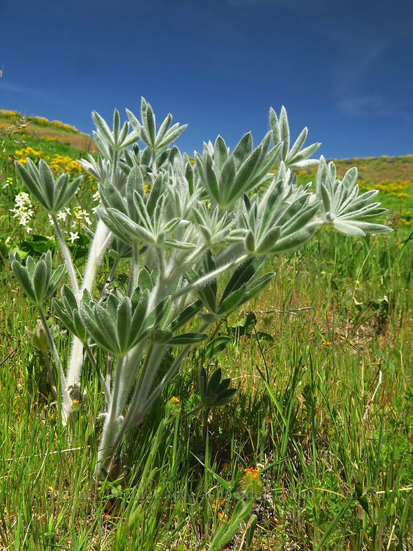 velvet lupine leaves (Lupinus leucophyllus) [Eightmile Alternate Trail, Columbia Hills State Park, Klickitat County, Washington]