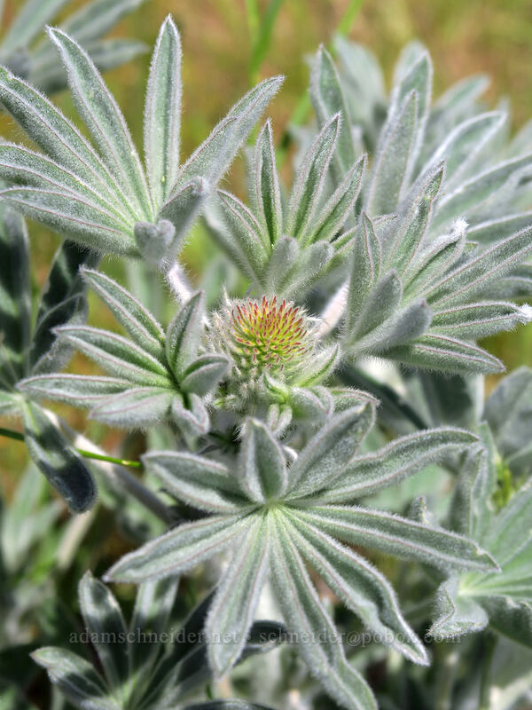 velvet lupine, budding (Lupinus leucophyllus) [Dalles Mountain Ranch, Columbia Hills State Park, Klickitat County, Washington]