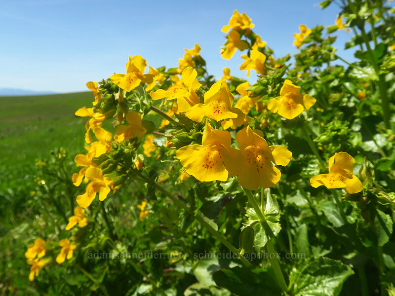 yellow monkeyflower (Erythranthe guttata (Mimulus guttatus)) [Dalles Mountain Ranch, Columbia Hills State Park, Klickitat County, Washington]