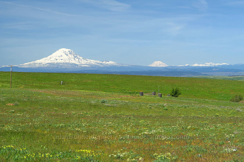 Mt. Adams, Mt. Rainier, & Goat Rocks [O'Brien Road, Klickitat County, Washington]