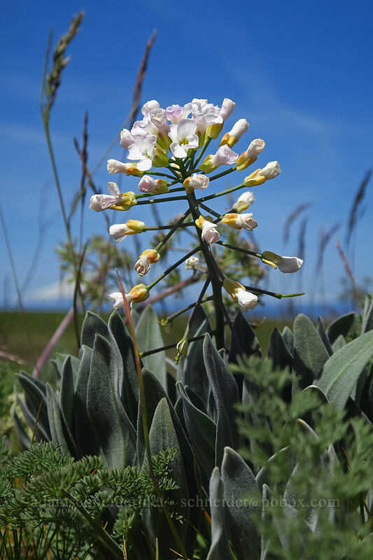 white dagger pod (Phoenicaulis cheiranthoides) [O'Brien Road, Klickitat County, Washington]
