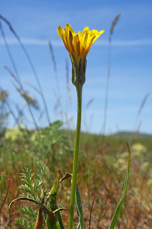false agoseris (Nothocalais troximoides (Microseris troximoides)) [O'Brien Road, Klickitat County, Washington]