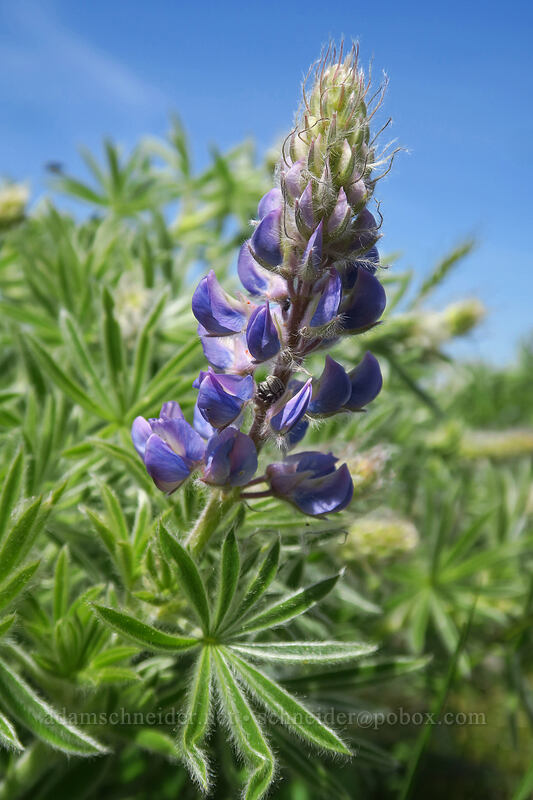 silky lupine (Lupinus sericeus) [O'Brien Road, Klickitat County, Washington]