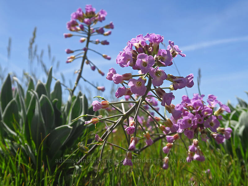 pink dagger pod (Phoenicaulis cheiranthoides) [O'Brien Road, Klickitat County, Washington]