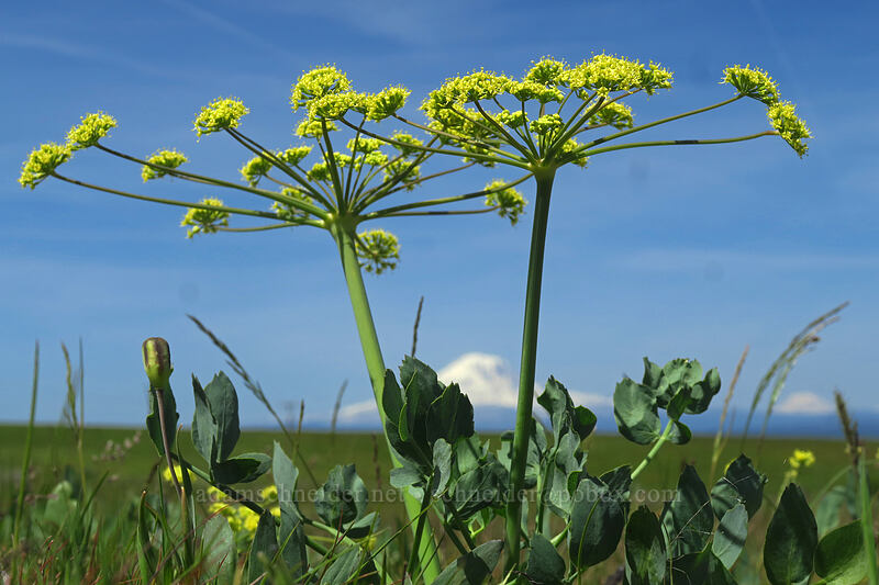 bare-stem desert parsley (Lomatium nudicaule) [O'Brien Road, Klickitat County, Washington]