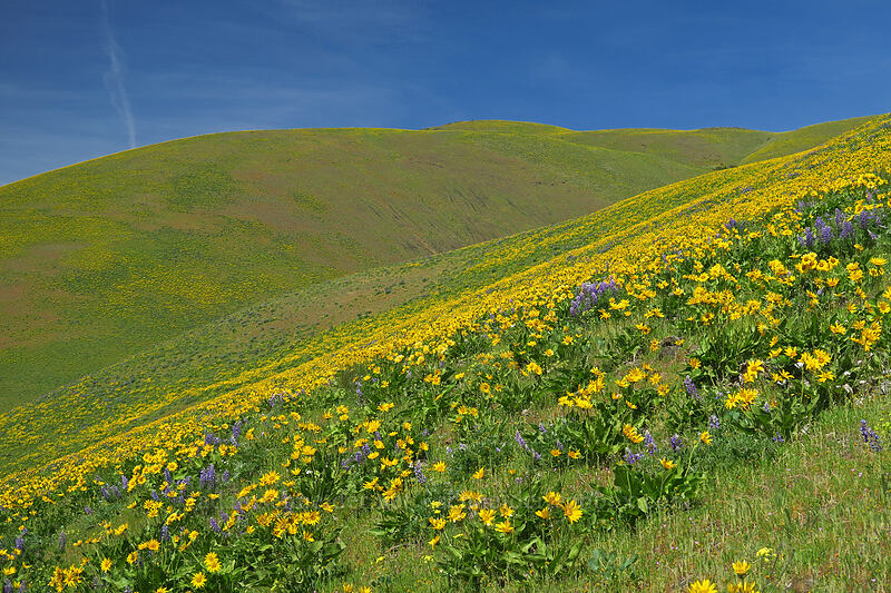 balsamroot & lupines (Balsamorhiza sp., Lupinus sp.) [Dalles Mountain Road, Klickitat County, Washington]