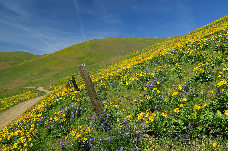 balsamroot & lupines (Balsamorhiza sp., Lupinus sp.) [Dalles Mountain Road, Klickitat County, Washington]