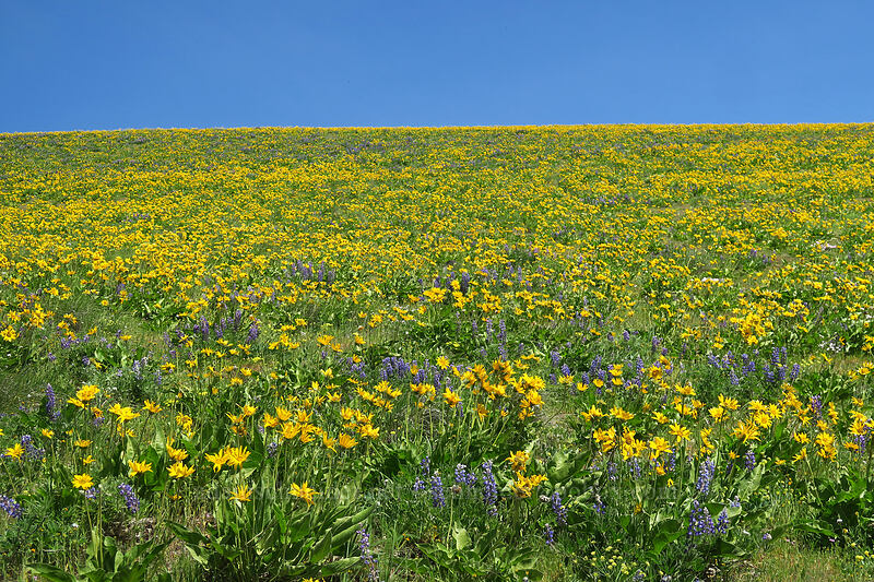 balsamroot & lupines (Balsamorhiza sp., Lupinus sp.) [Dalles Mountain Road, Klickitat County, Washington]