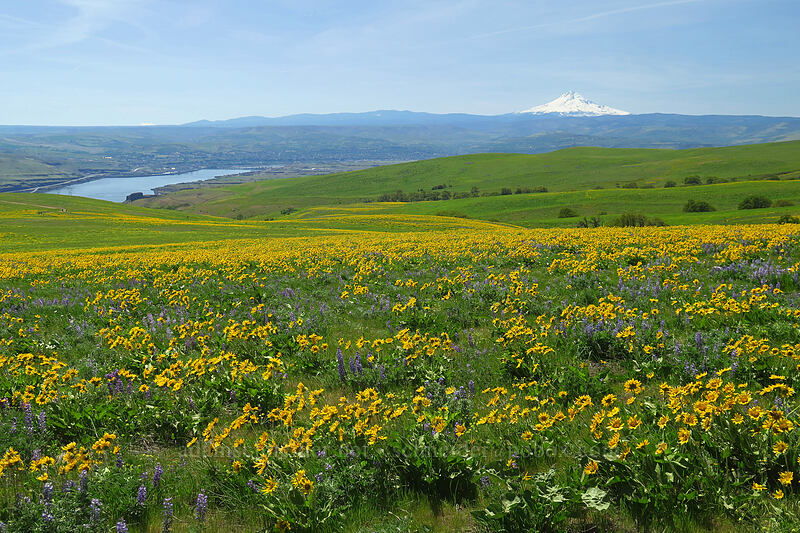 balsamroot & lupines (Balsamorhiza sp., Lupinus sp.) [Dalles Mountain Road, Klickitat County, Washington]