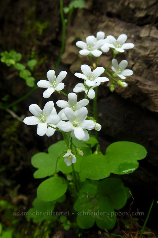 Sitka mist-maidens (Romanzoffia sitchensis) [Mt. Defiance Trail, Starvation Creek State Park, Hood River County, Oregon]