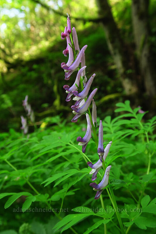 western corydalis (Corydalis scouleri) [Franciscan Sisters of the Eucharist, Bridal Veil, Multnomah County, Oregon]