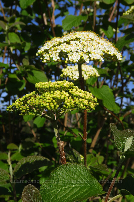 common viburnum (Viburnum ellipticum) [Portland Women's Forum Viewpoint, Corbett, Multnomah County, Oregon]