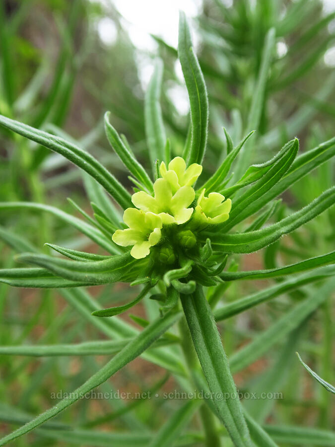 Columbia puccoon (Lithospermum ruderale) [Head of the Metolius, Deschutes National Forest, Jefferson County, Oregon]