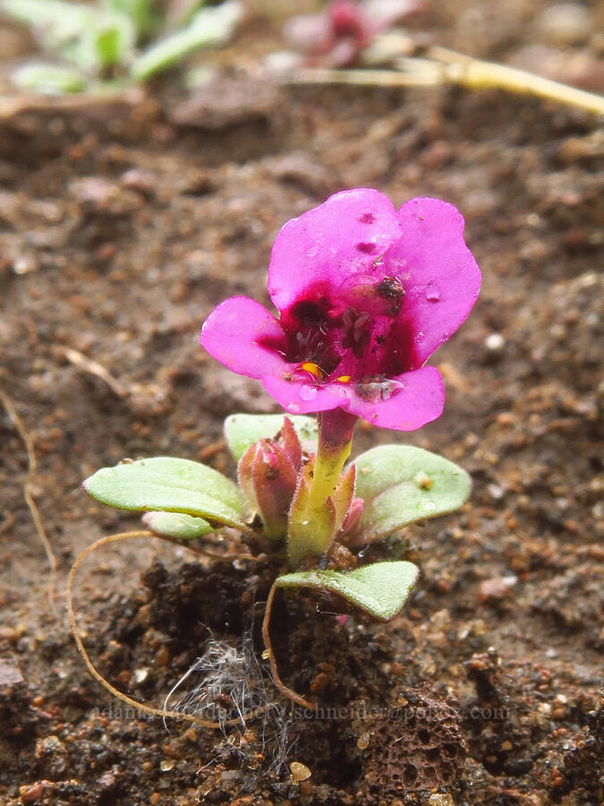 dwarf monkeyflower (Diplacus nanus (Mimulus nanus)) [Indian Ford Meadow Preserve, Sisters, Deschutes County, Oregon]