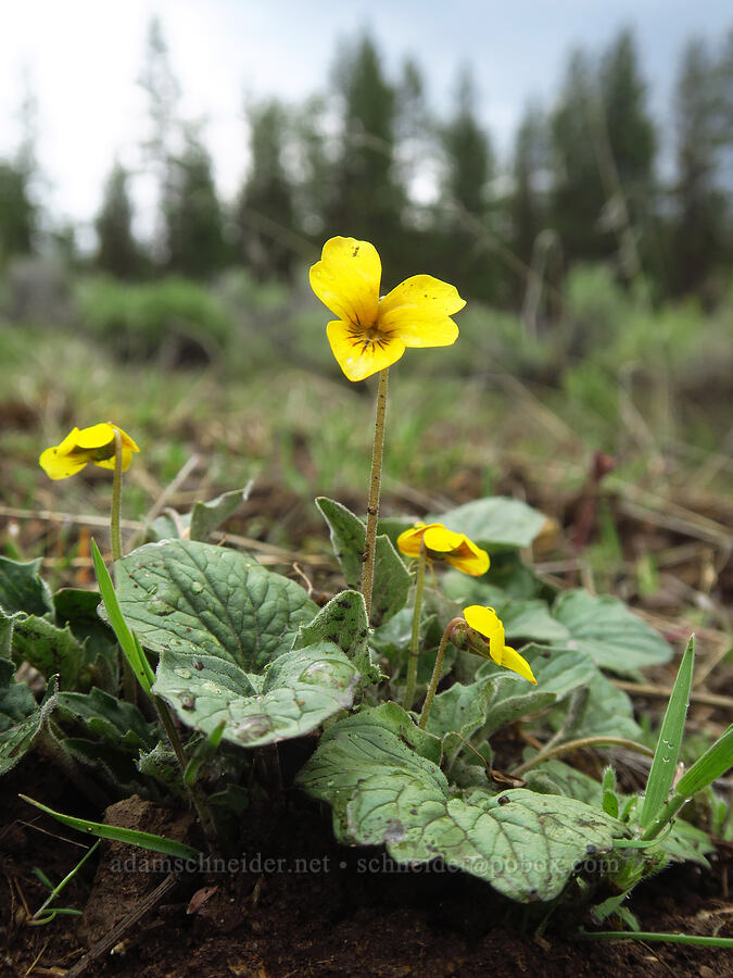 goose-foot violet (Viola purpurea) [Indian Ford Meadow Preserve, Sisters, Deschutes County, Oregon]