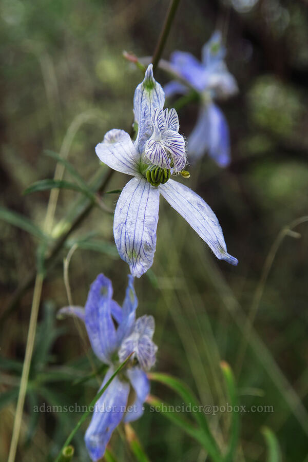 light-colored larkspur (Delphinium nuttallianum) [Indian Ford Meadow Preserve, Sisters, Deschutes County, Oregon]
