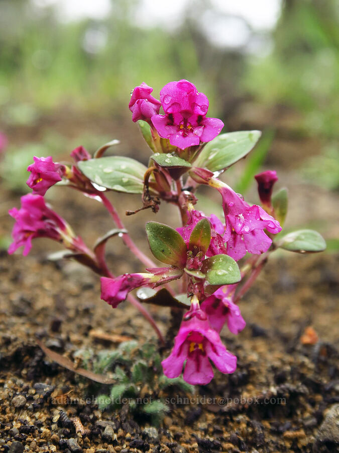 small pink monkeyflower (Diplacus sp. (Mimulus sp.)) [Ancient Juniper Trail, Oregon Badlands Wilderness, Deschutes County, Oregon]