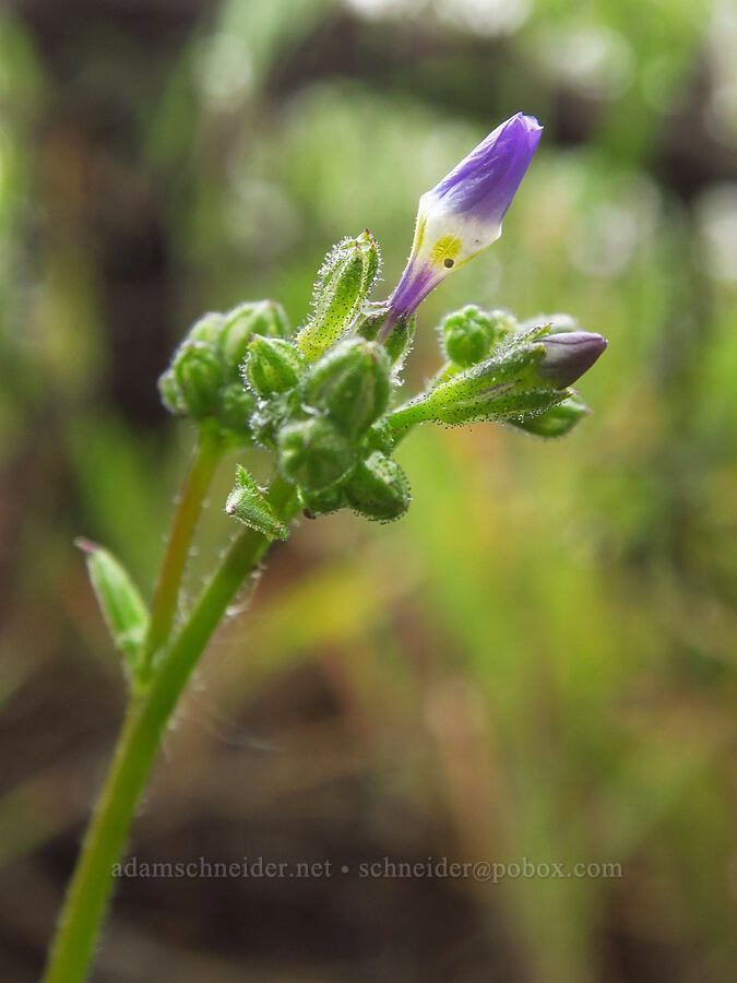 Nevada gilia (Gilia brecciarum) [Ancient Juniper Trail, Oregon Badlands Wilderness, Deschutes County, Oregon]