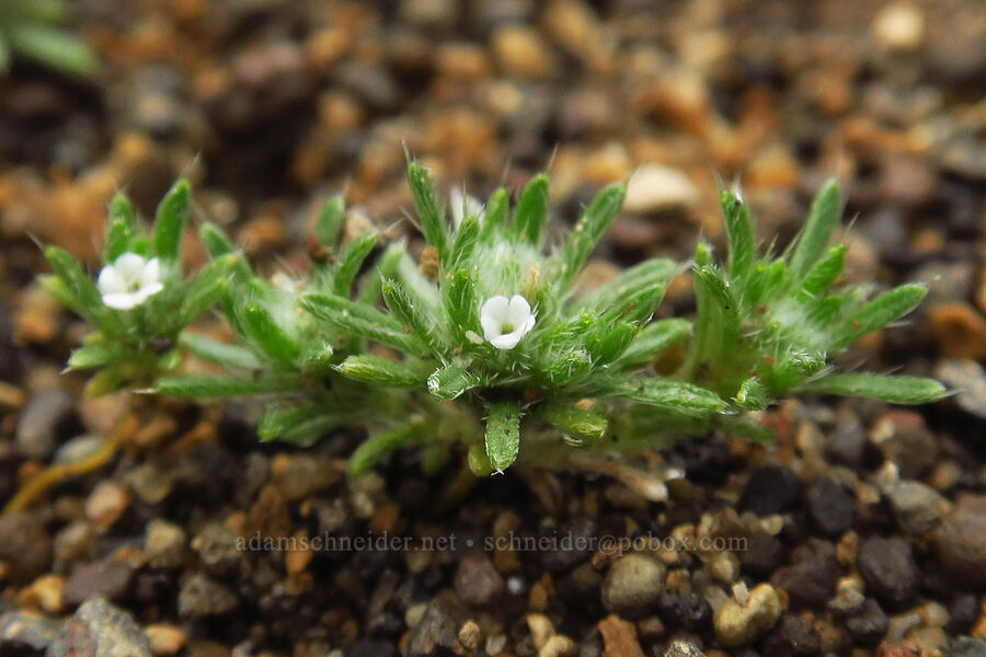 cushion cryptantha (Cryptantha circumscissa) [Ancient Juniper Trail, Oregon Badlands Wilderness, Deschutes County, Oregon]