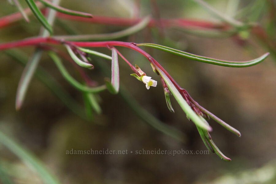 groundsmoke (Gayophytum sp.) [Flatiron Rock Trail, Oregon Badlands Wilderness, Deschutes County, Oregon]
