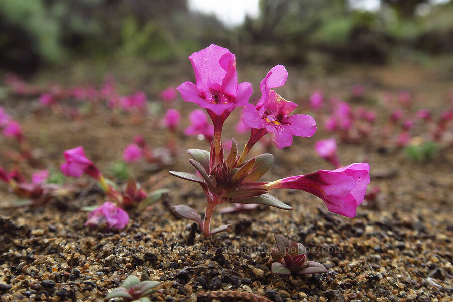dwarf monkeyflower (Diplacus nanus (Mimulus nanus)) [Flatiron Rock Trail, Oregon Badlands Wilderness, Deschutes County, Oregon]