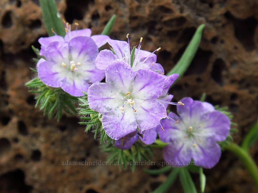 thread-leaf phacelia & lava (Phacelia linearis) [Flatiron Rock Trail, Oregon Badlands Wilderness, Deschutes County, Oregon]