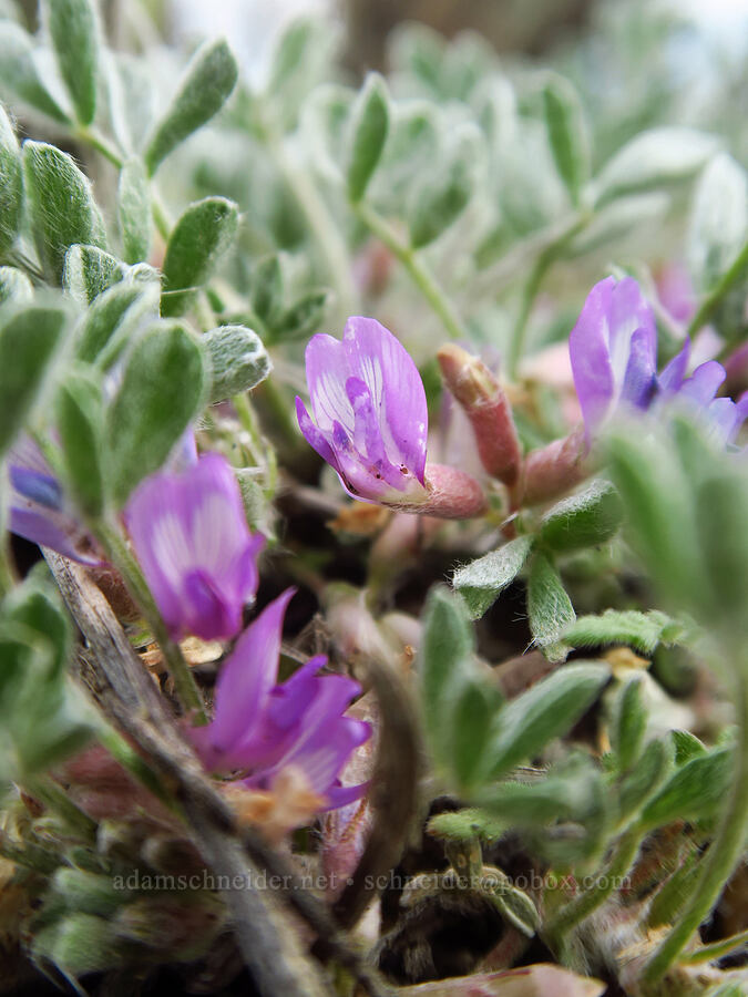 woolly-pod milk-vetch (Astragalus purshii) [Flatiron Rock Trail, Oregon Badlands Wilderness, Deschutes County, Oregon]